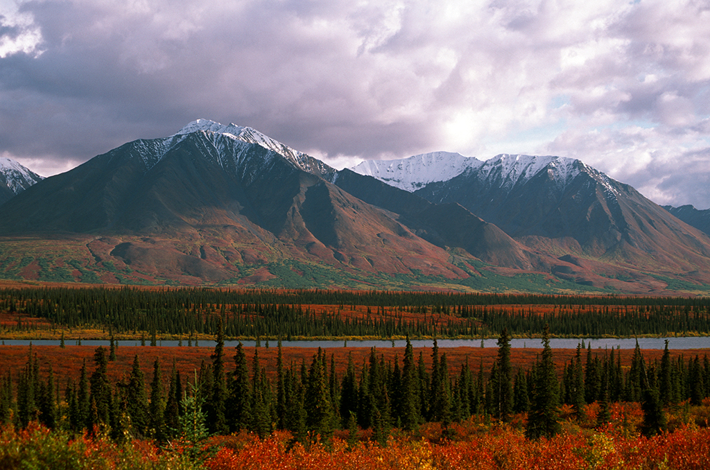 Autumn Colors Denali National Park
