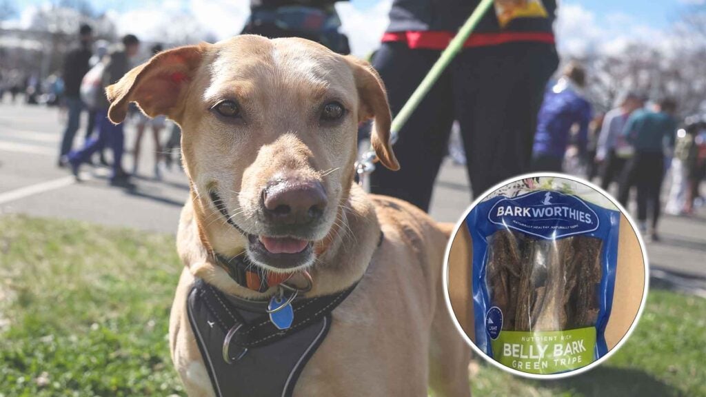 FDA Issues Recall on Over 3,500 Bags of Dog Treats Due to Metal