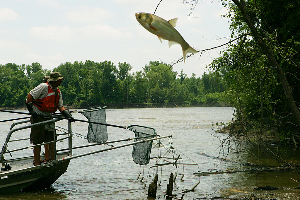 An Asian carp jumping into a boat