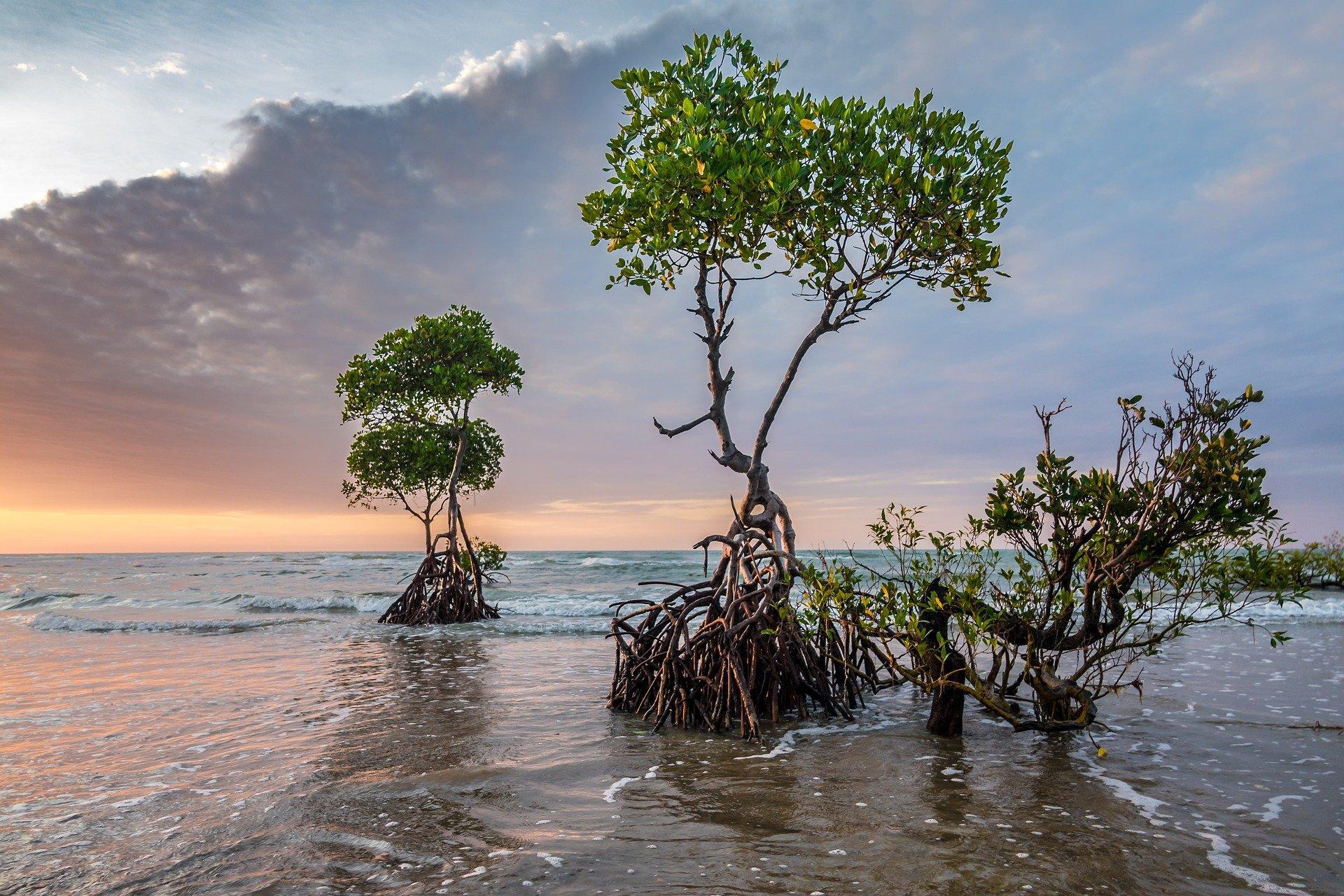 A photograph of Mangrove Trees