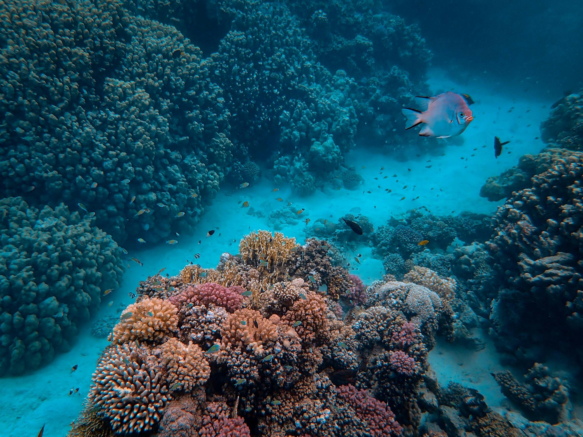 A fish swimming underwater near coral reefs