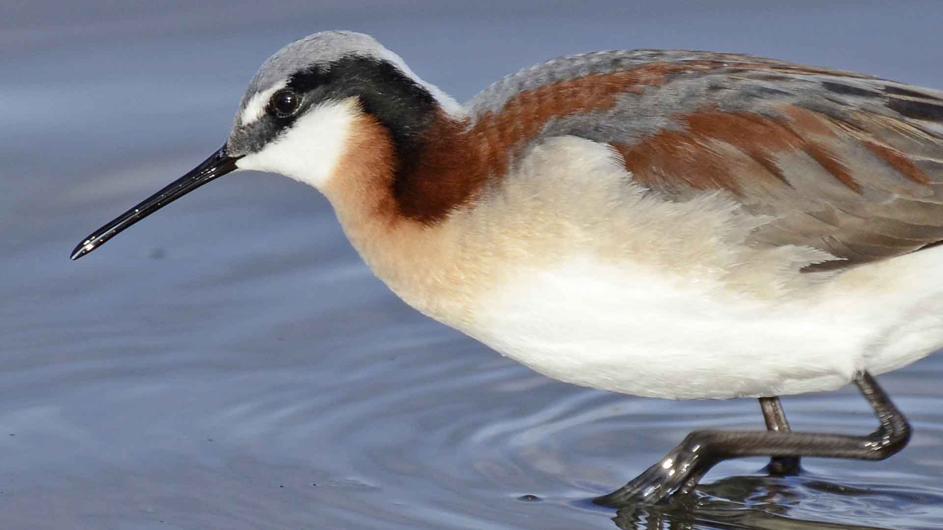 Female Wilson's Phalarope