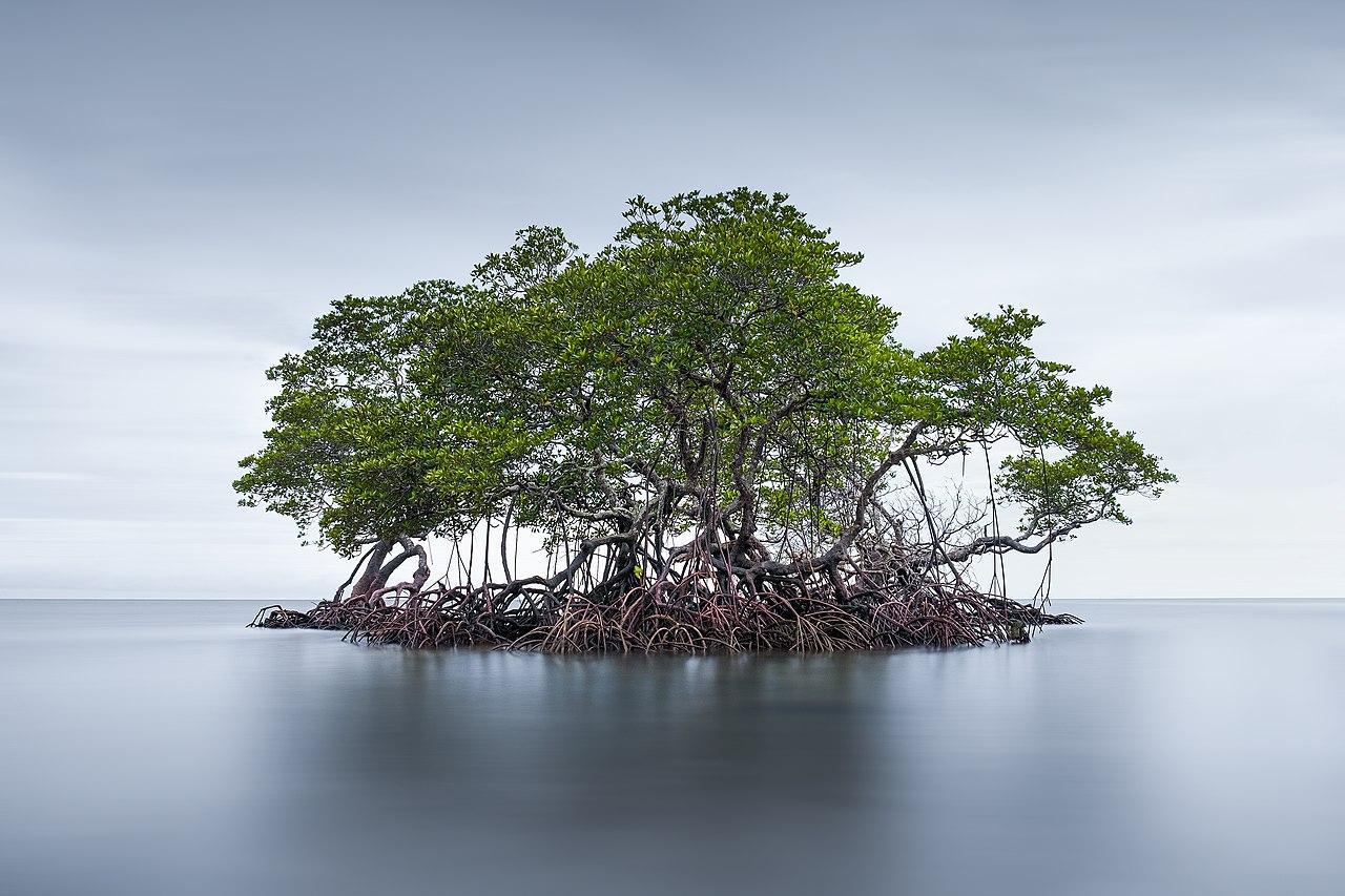 A photograph of several mangrove trees in a lake