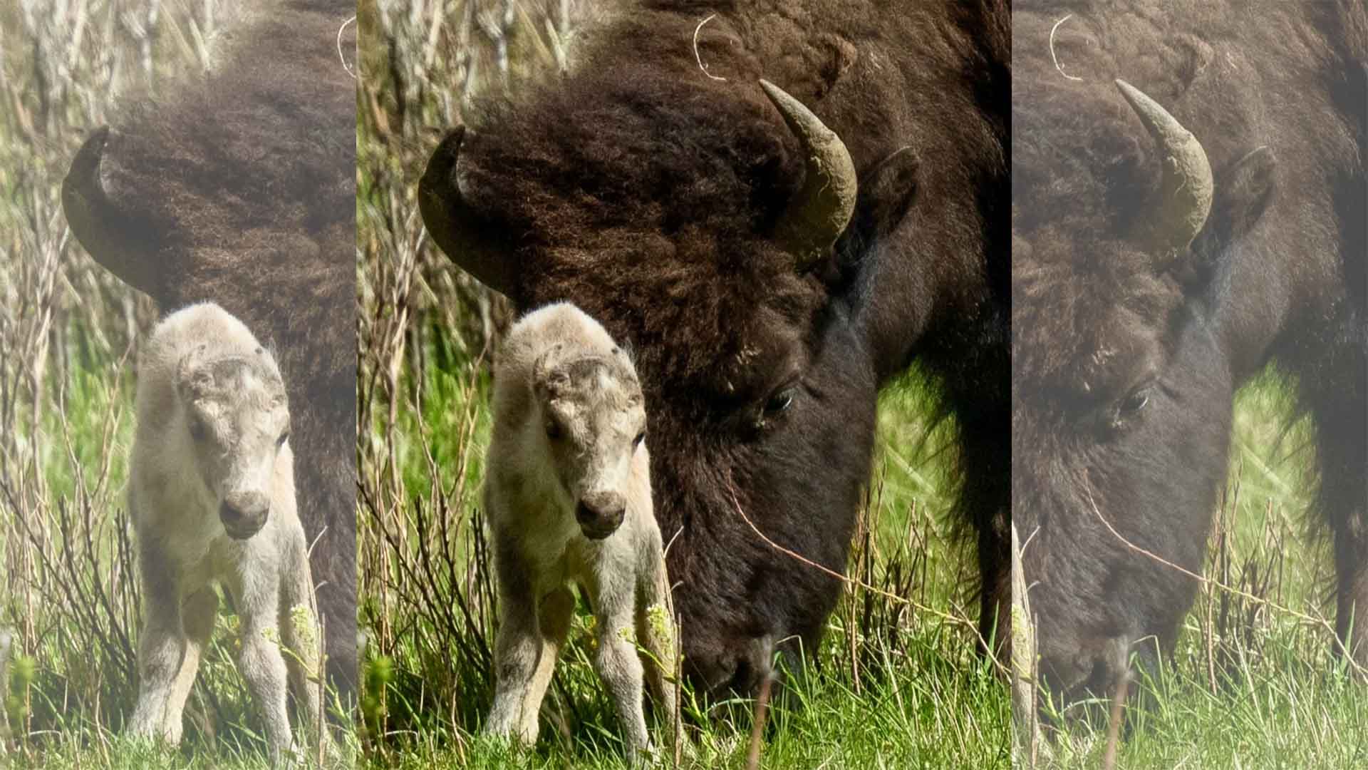 buffalo and albino buffalo calf