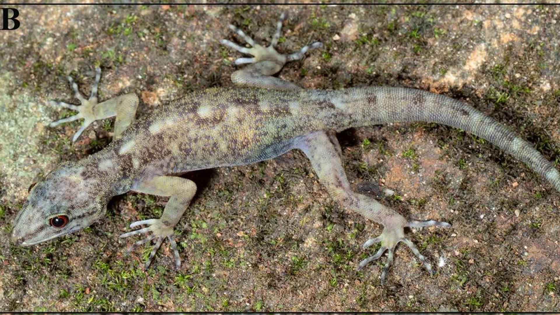 female Cnemaspis anuradhae, or Anuradha’s dwarf gecko.