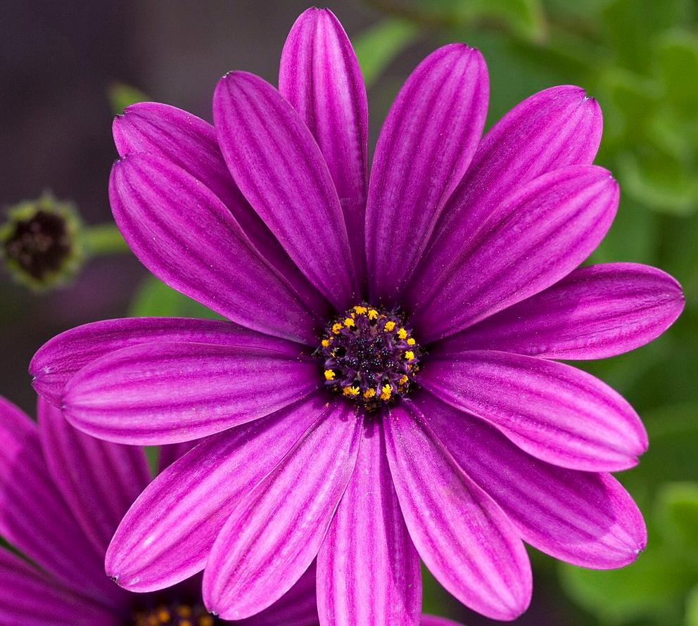 A photograph of a purple flower