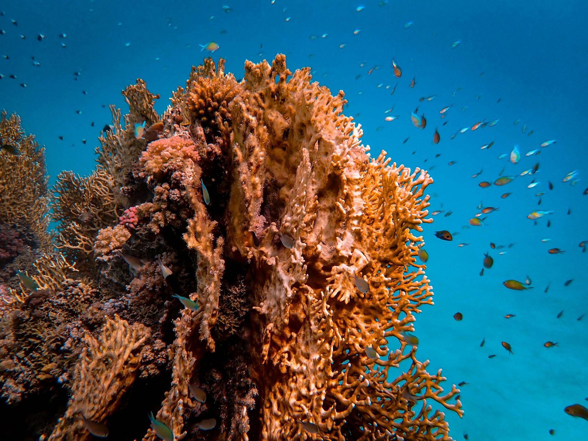 Photo Of Brown Coral Reef