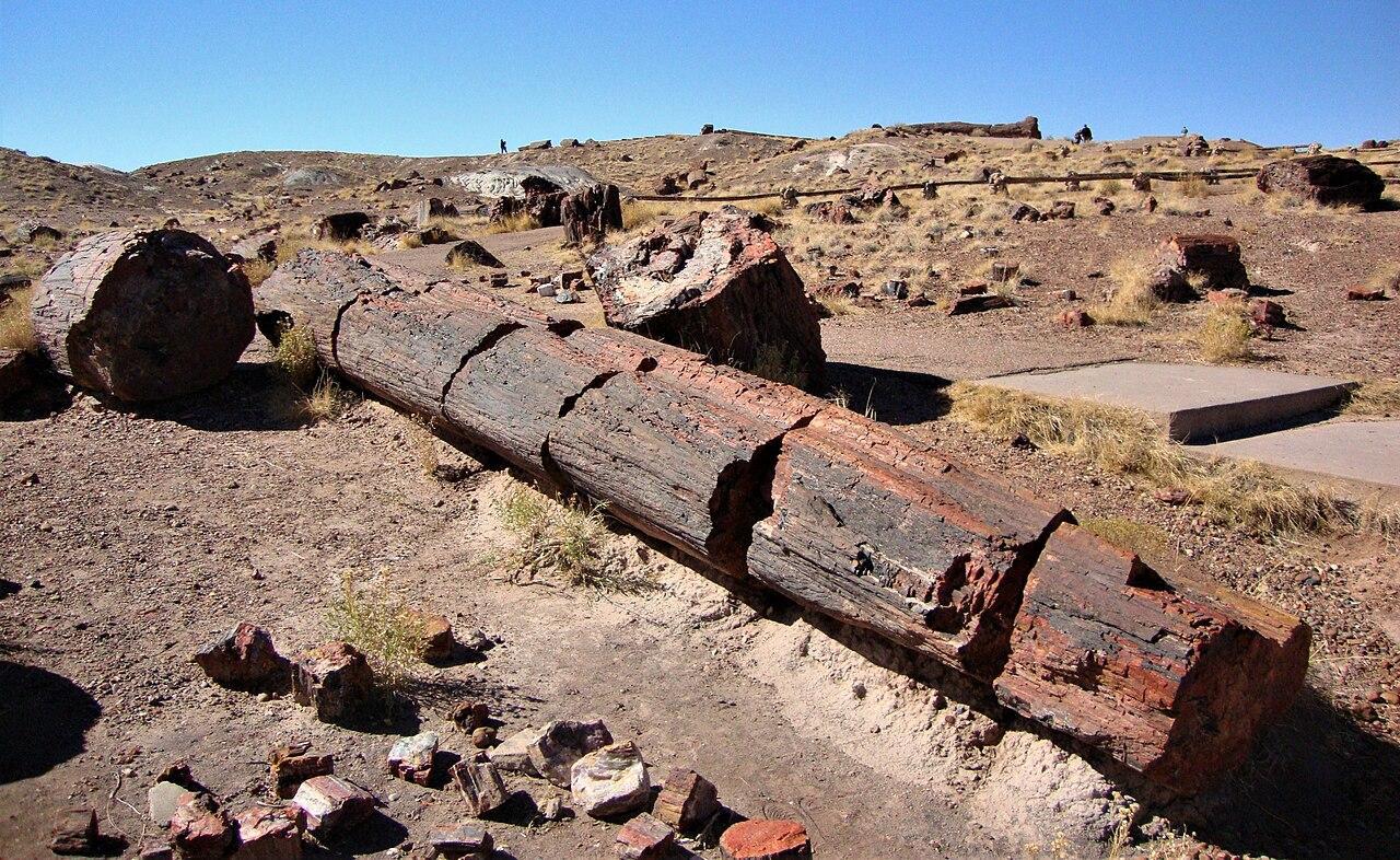 A photograph of a fossilized tree