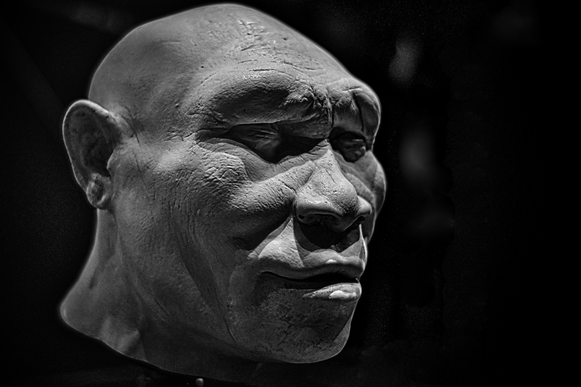A model of a Homo erectus