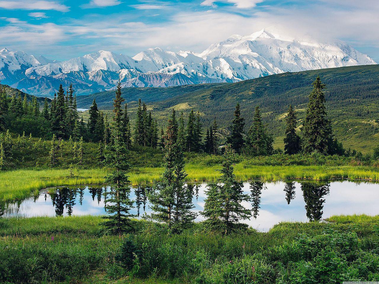 A photograph of trees in front of a large snowy mountain range
