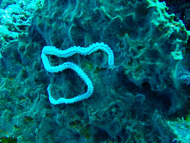 Sea worm on coral