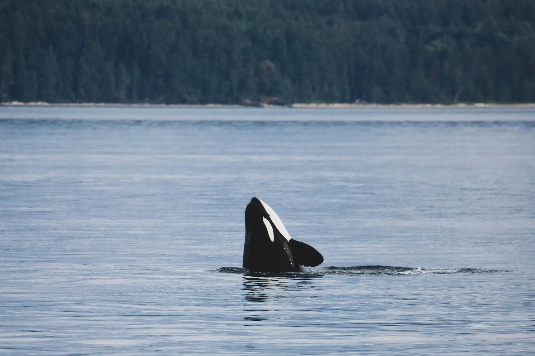 An orca emerging from the water