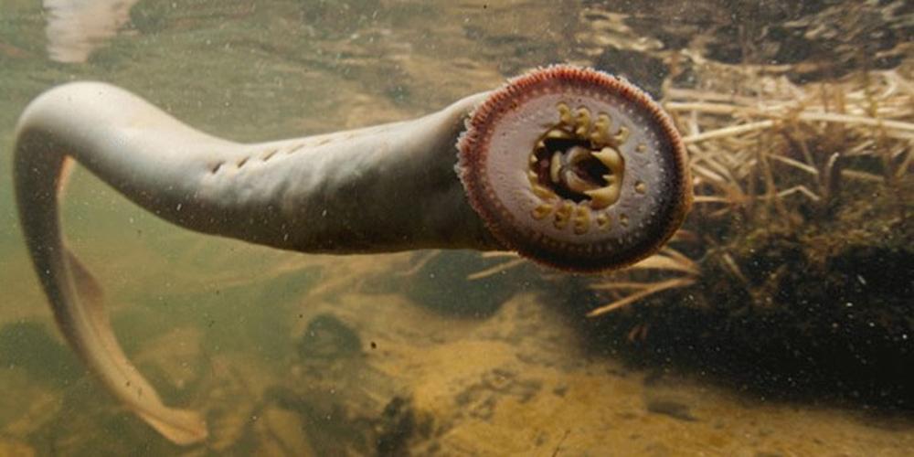 a photograph of a large Lamprey in the water