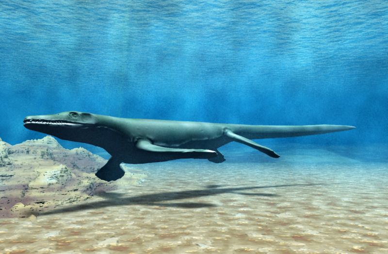 A Platecarpus swimming underwater