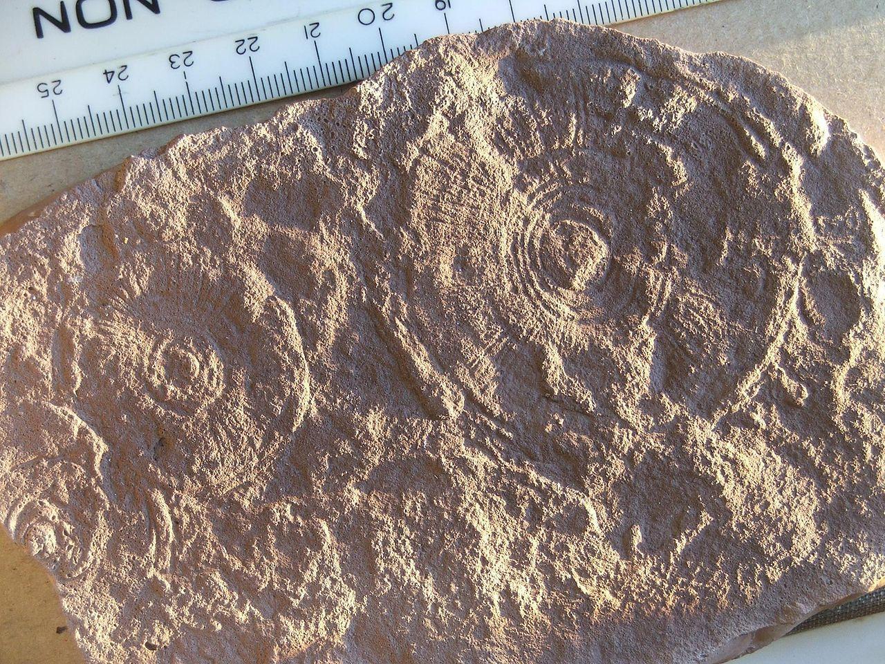 A photograph depicting a fossil of an organism dating back to the Ediacaran period