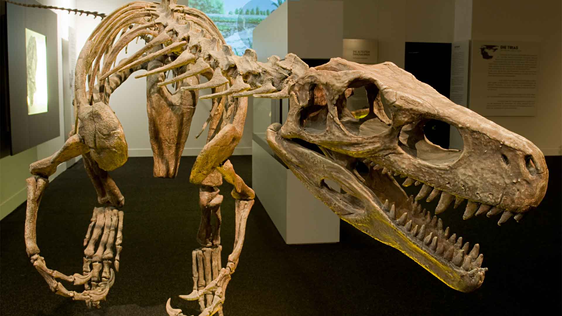 Herrerasaurus Skeleton replica at a special exhibition of the Naturmuseum Senckenberg