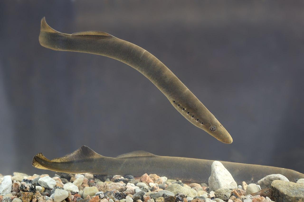 A photograph of a European river lamprey