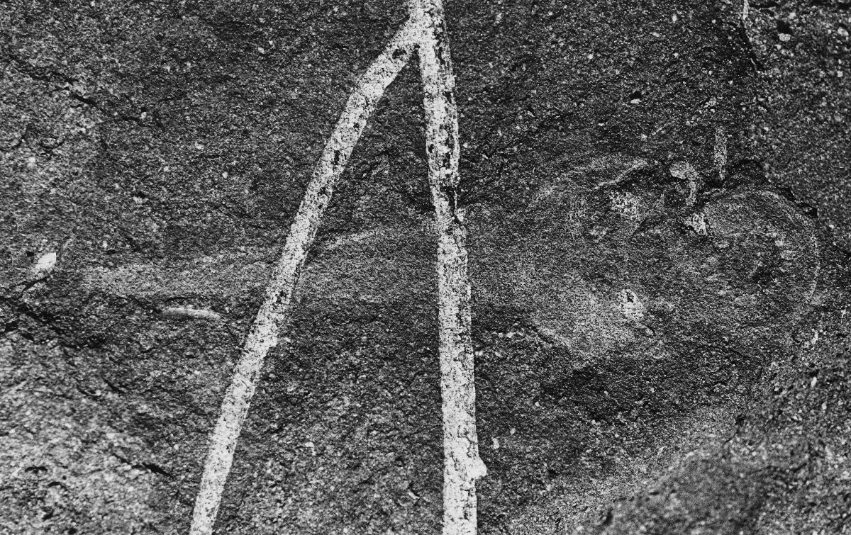 A photograph of a lamprey fossil