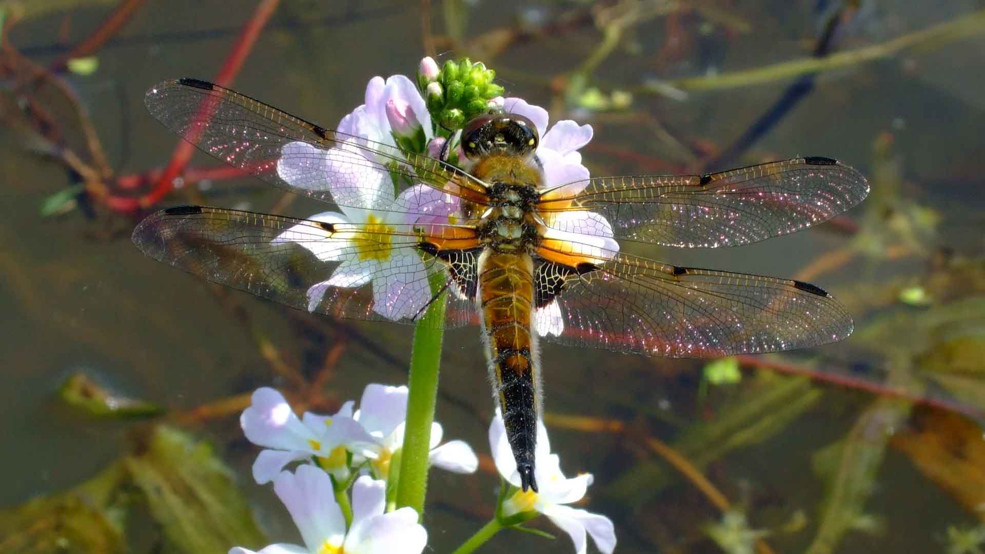 A four-spotted chaser, Libellula quadrimaculata on an emergent plant