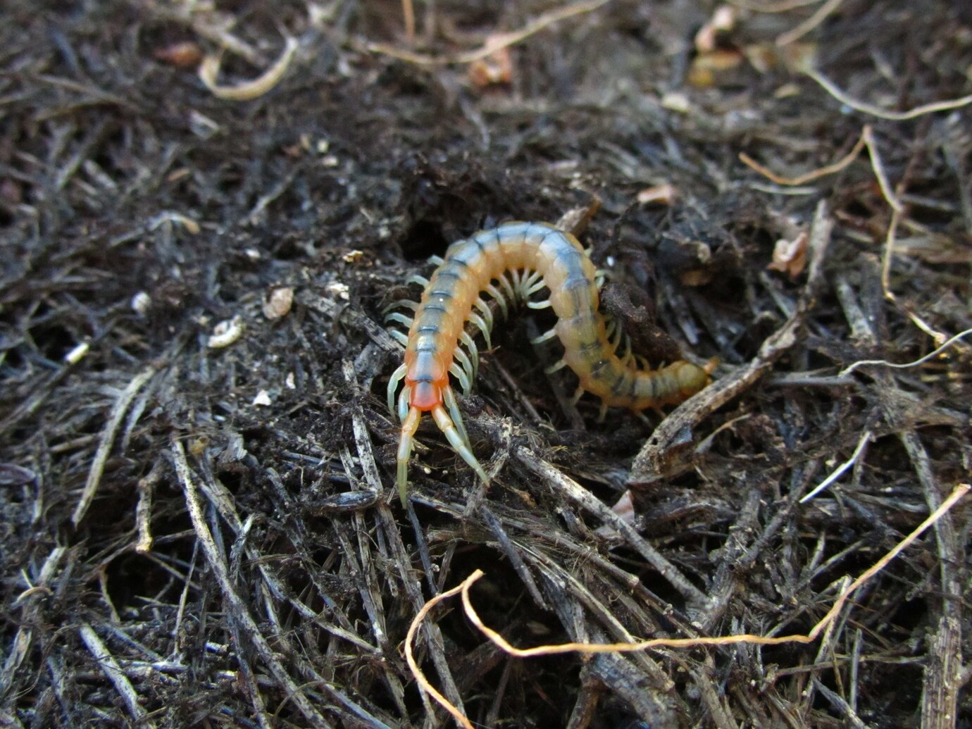 Worm crawling on ground
