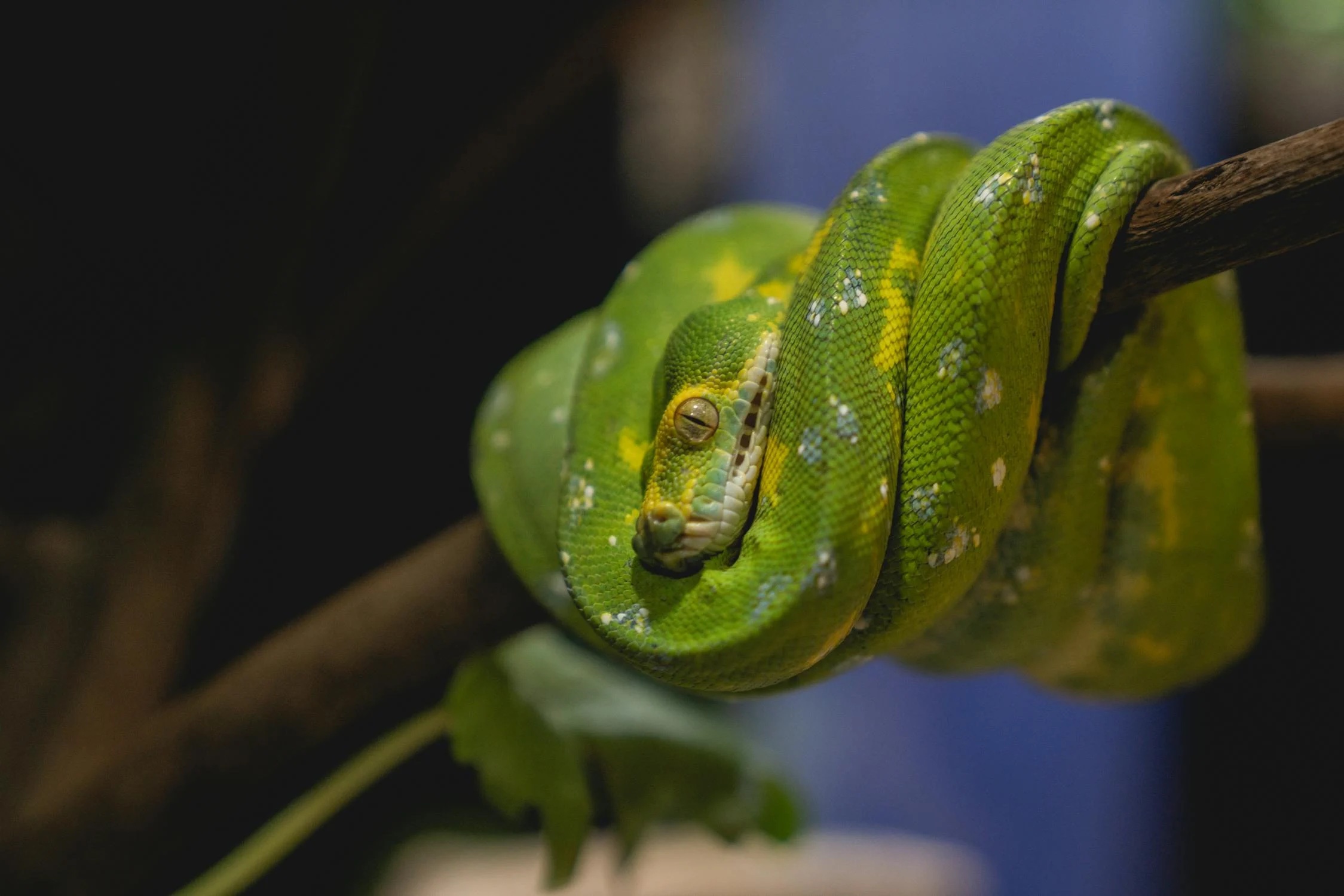 A Green Tree Python in Close-Up Photography