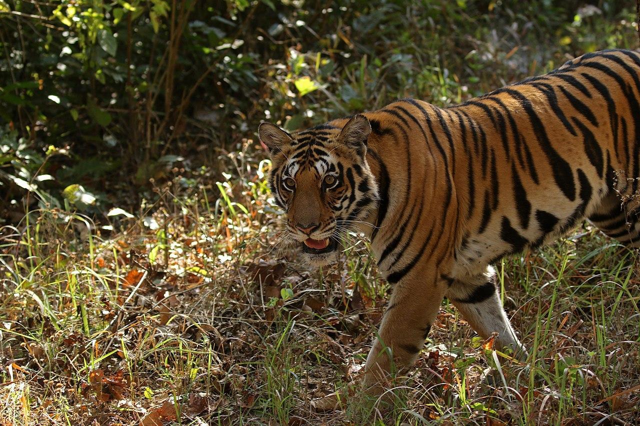 A photograph of a tiger up close