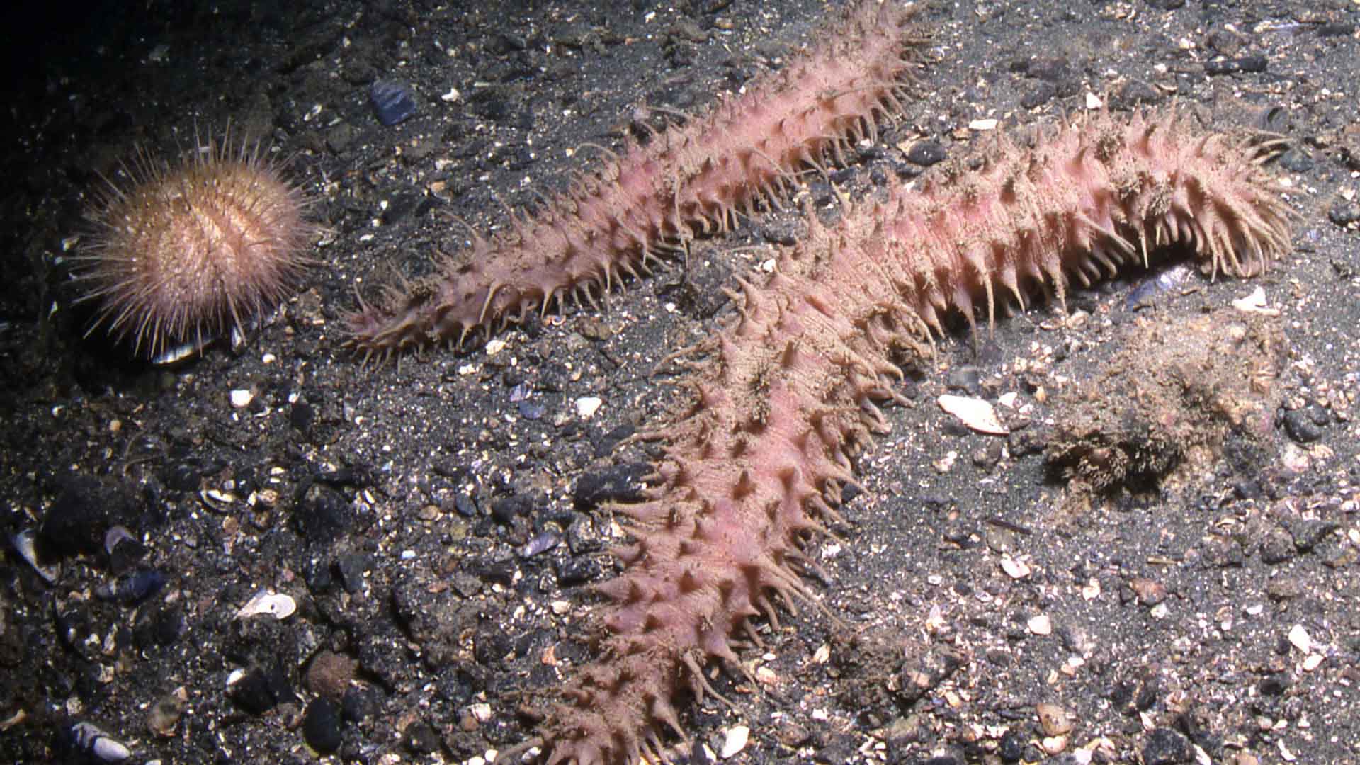 McDaniel sea cucumber
