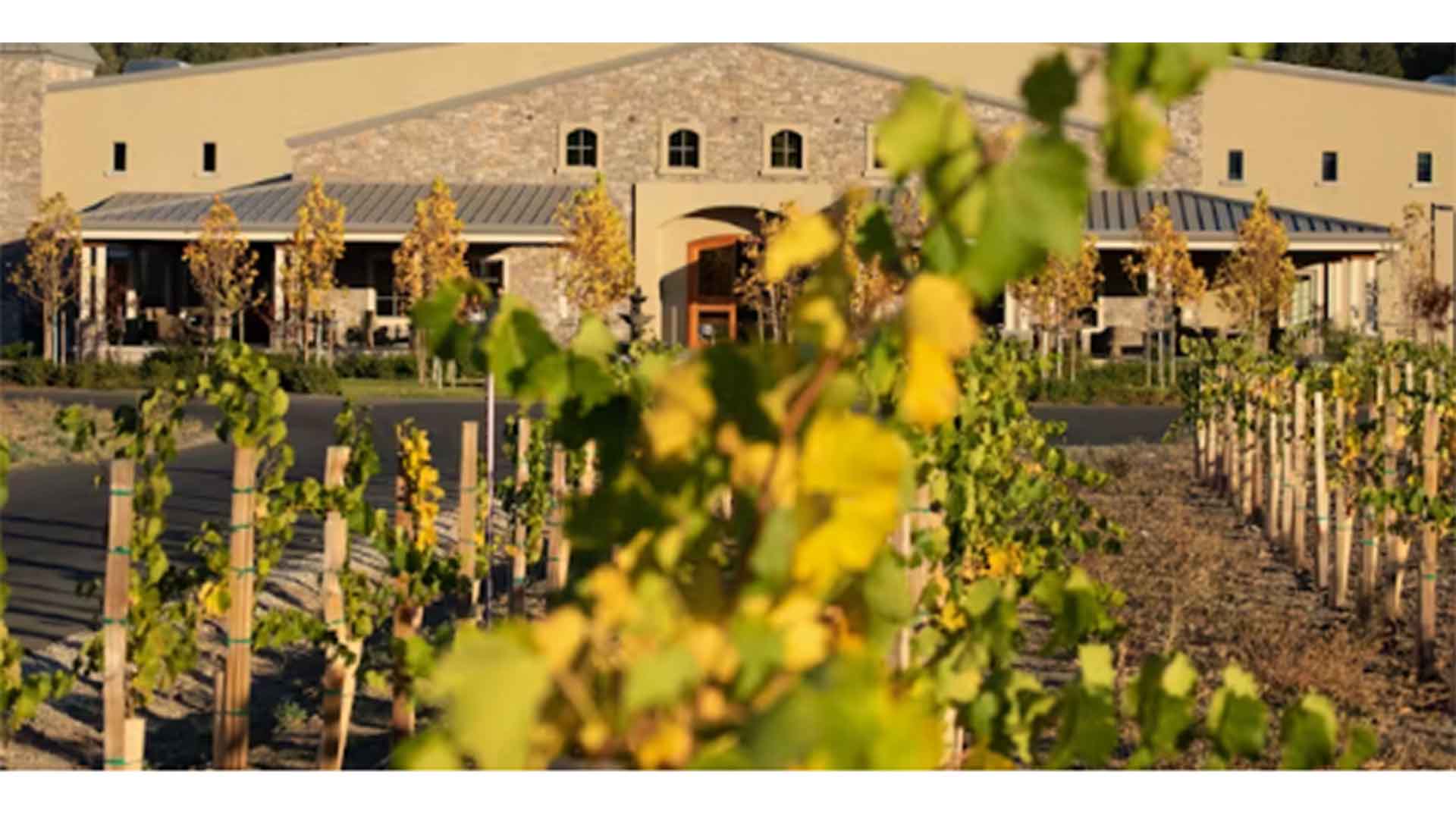 vineyard and building of a winery