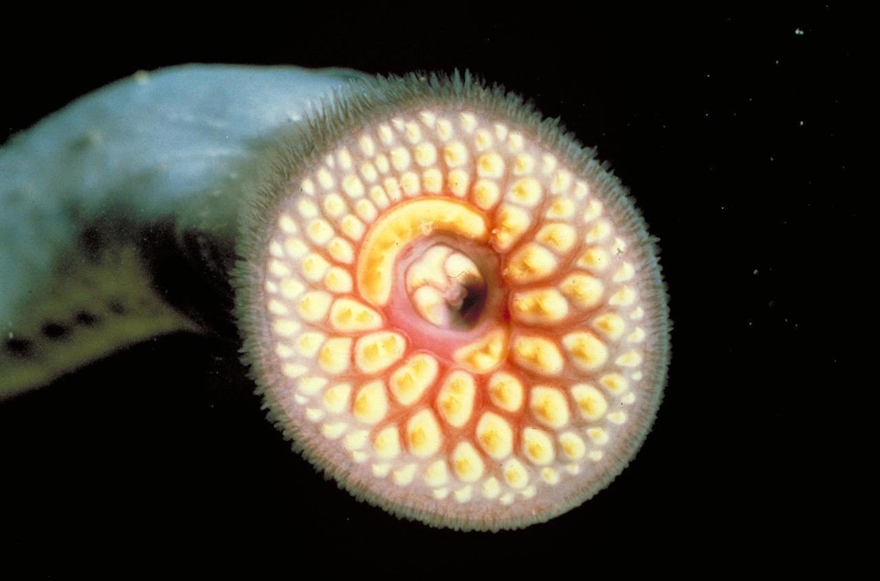 A photograph of a modern lamprey