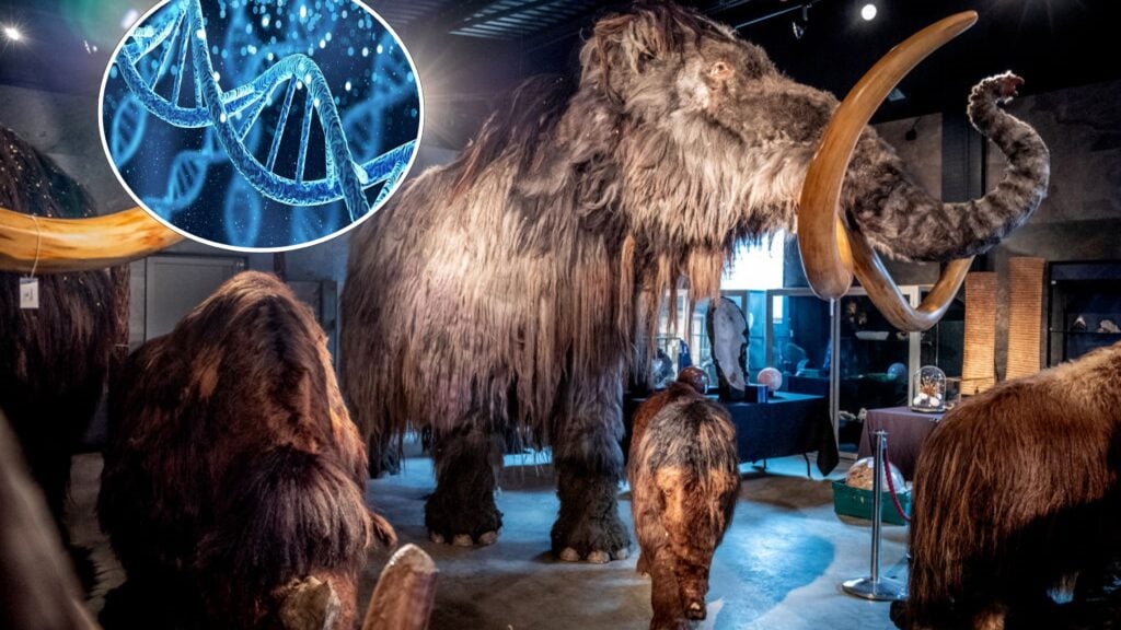 Scientists Make a Major Breakthrough with Woolly Mammoth DNA