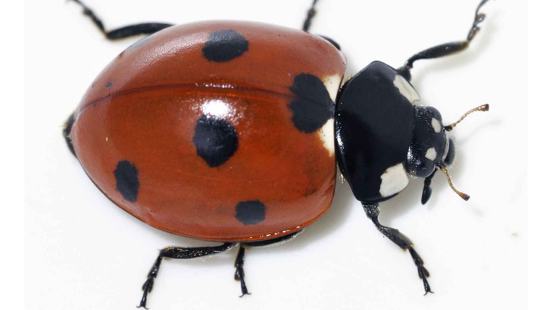 ladybug