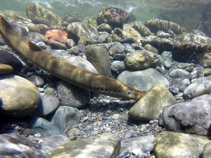 Candy Darter attacked to a rock underwater