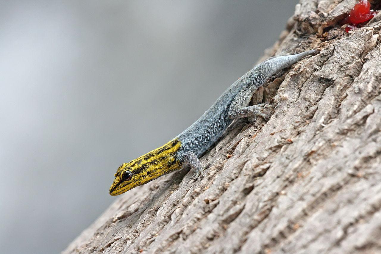 A picture of a small Gecko regrowing its tail