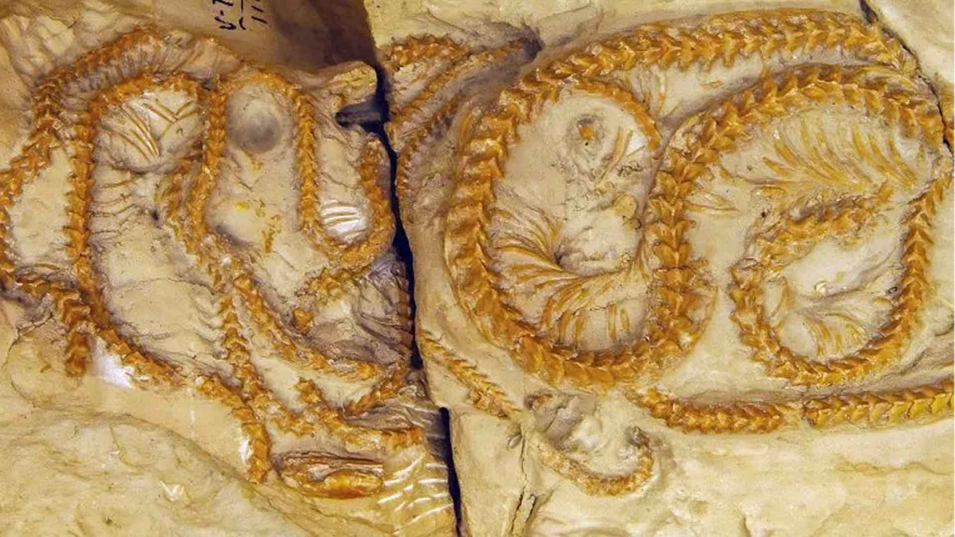 fossilized snake cluster