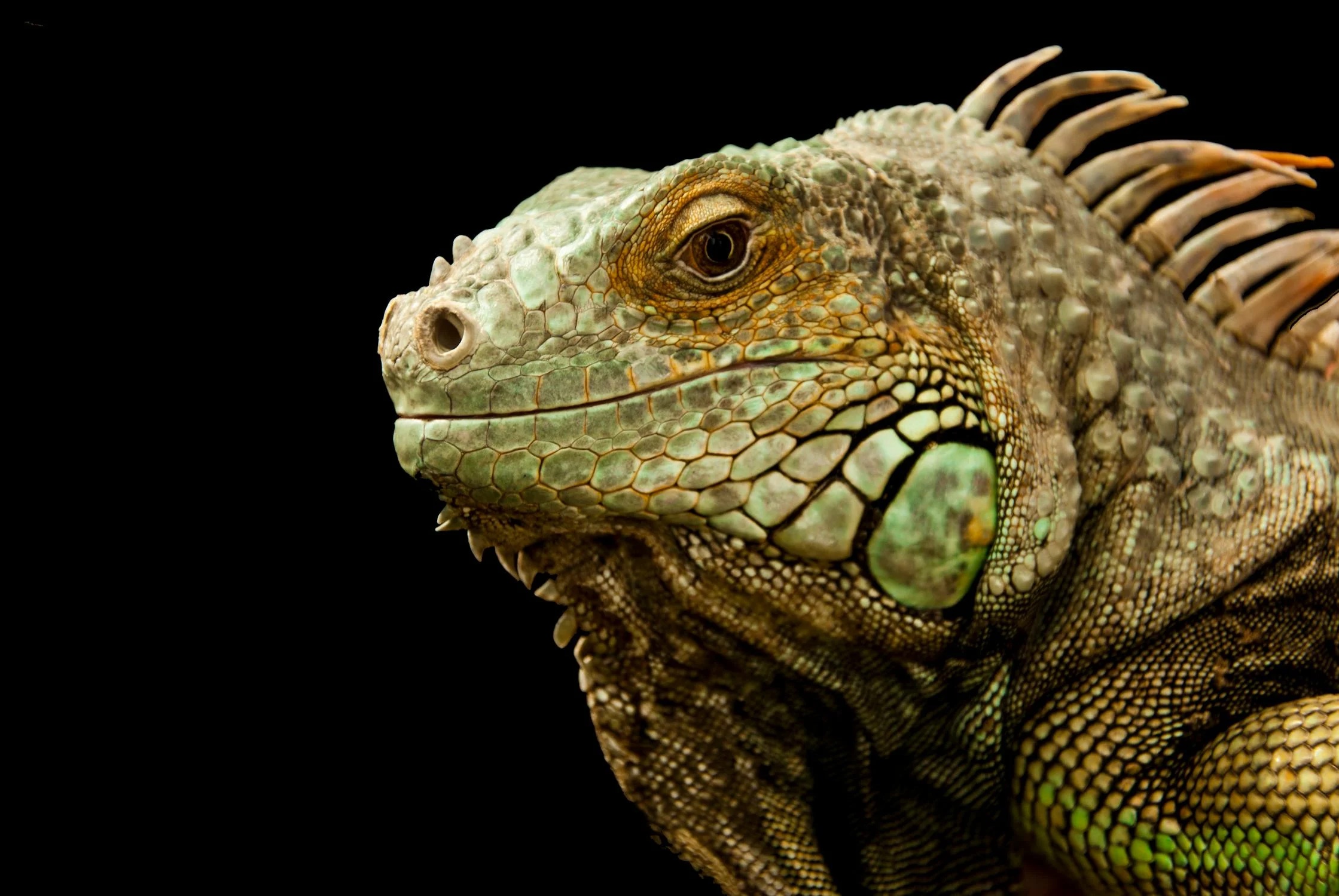 Brown and Green Lizard