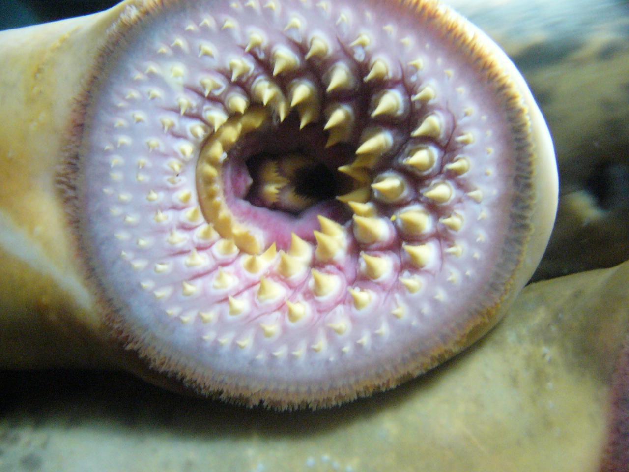 A photograph of lamprey teeth