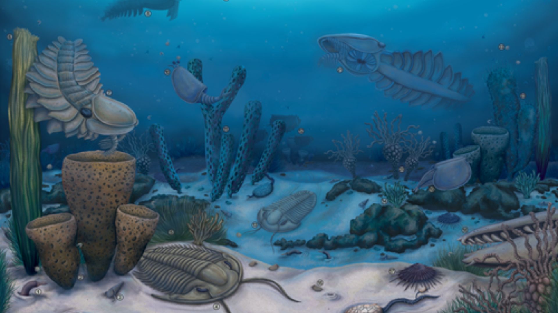 Artistic depiction of an ancient marine ecosystem, showing various extinct marine animals including trilobites and shell-like organisms in a vibrant underwater setting with blue waters and diverse coral-like formations