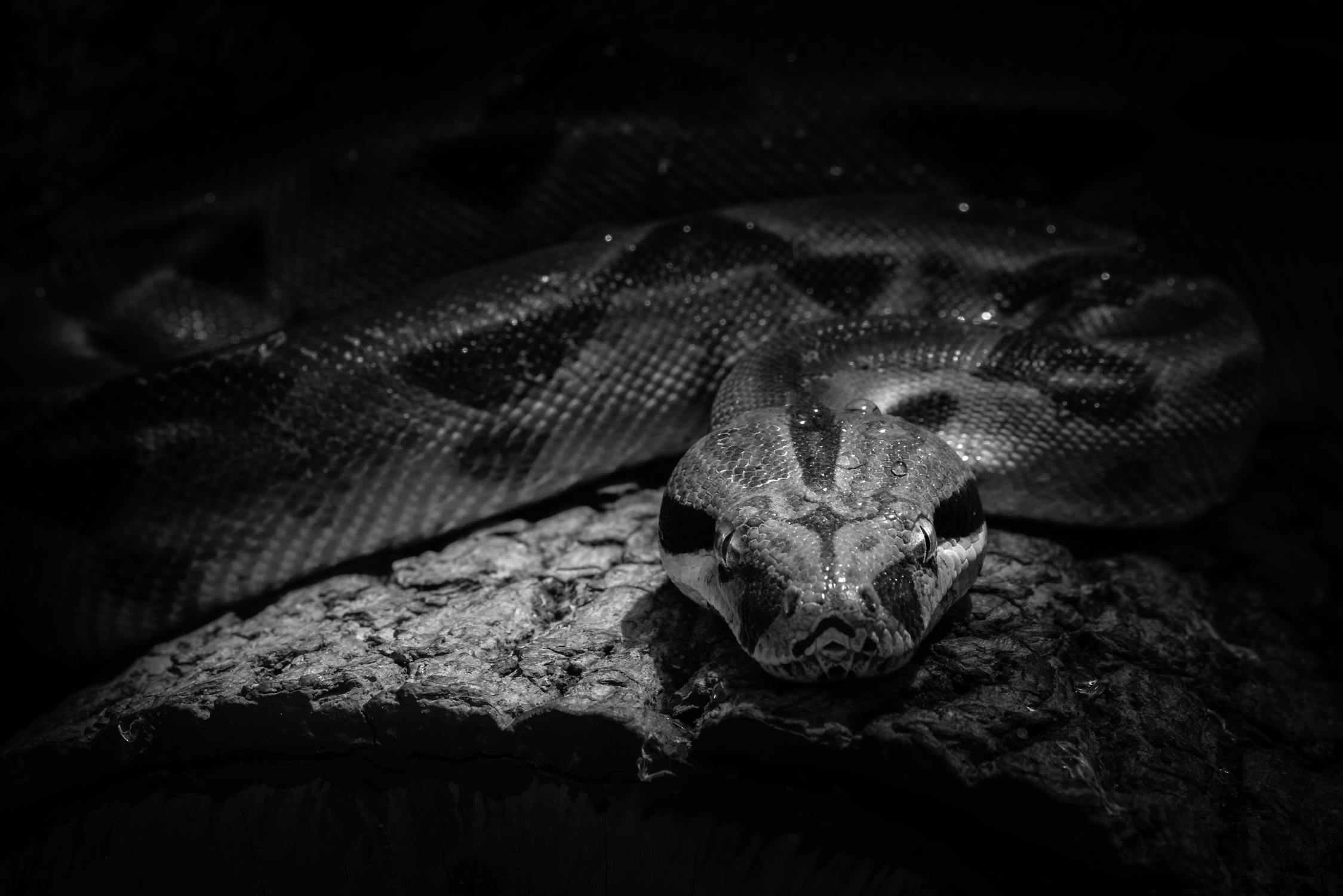 Close Up Photo of a Python