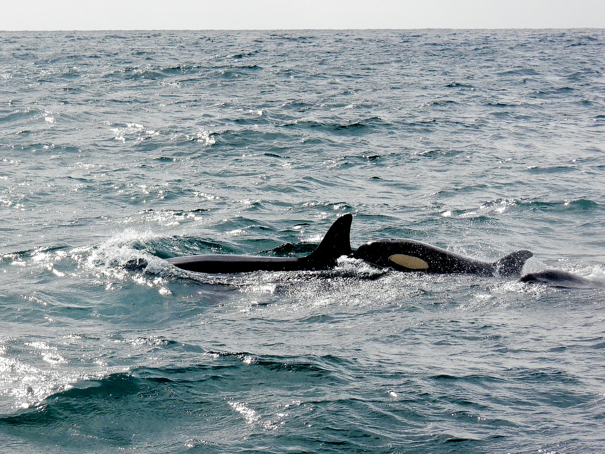 A pod of orcas swimming in the ocean
