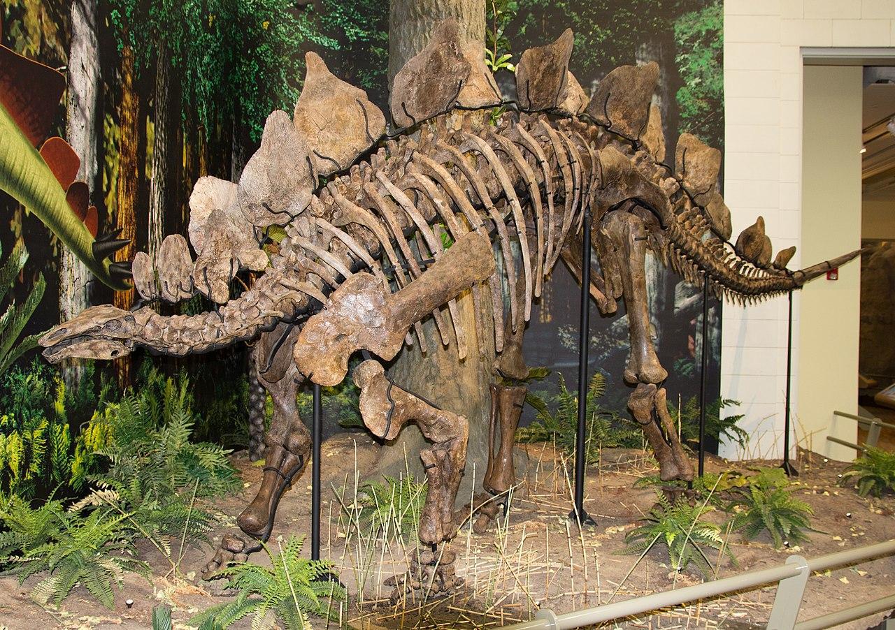 A photograph of dinosaur remains on display in a museum