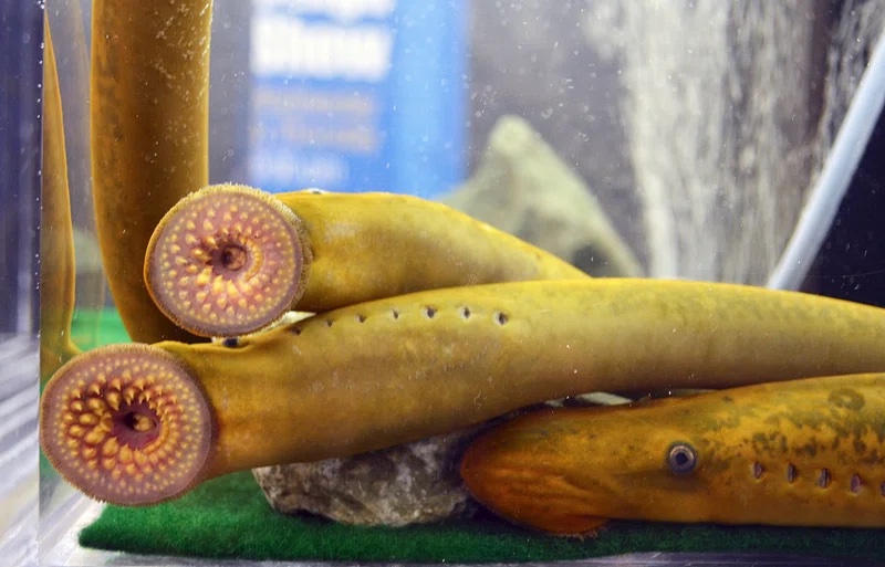 Three sea lamprey in a tank