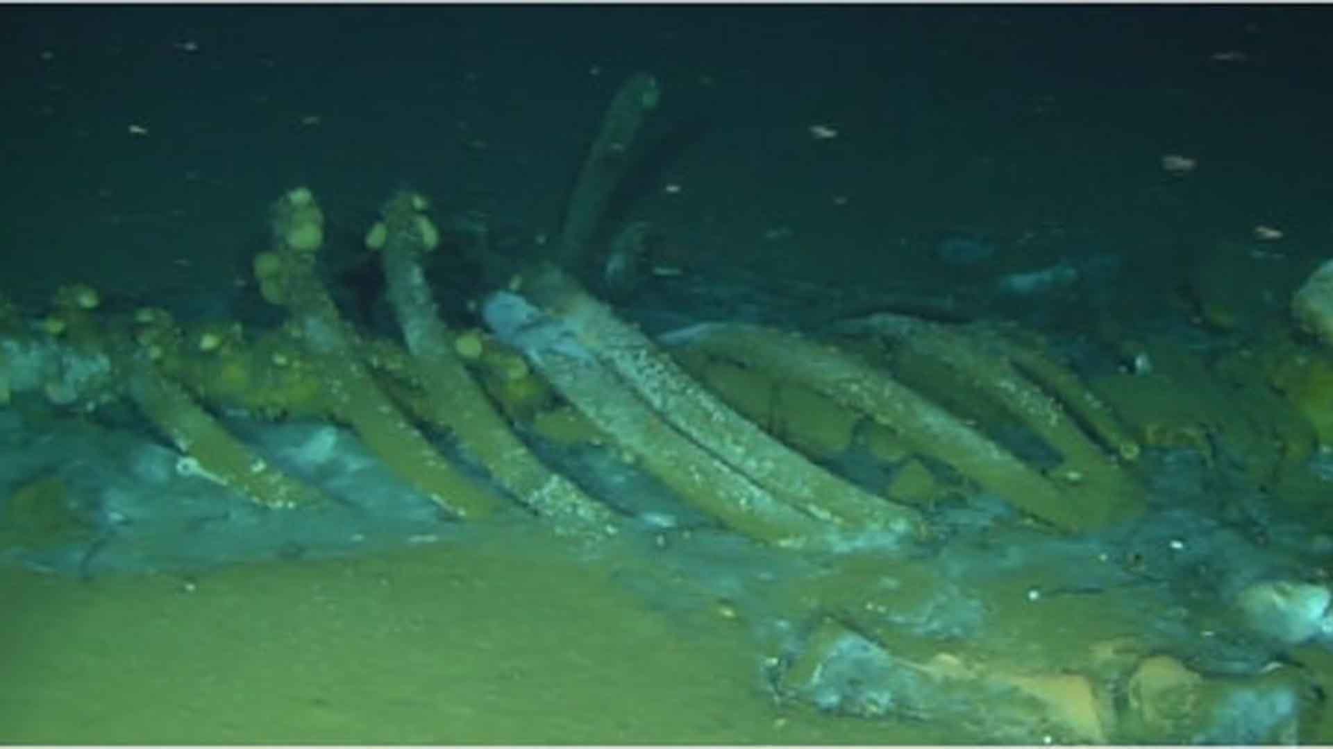 whale fall off coast of CA