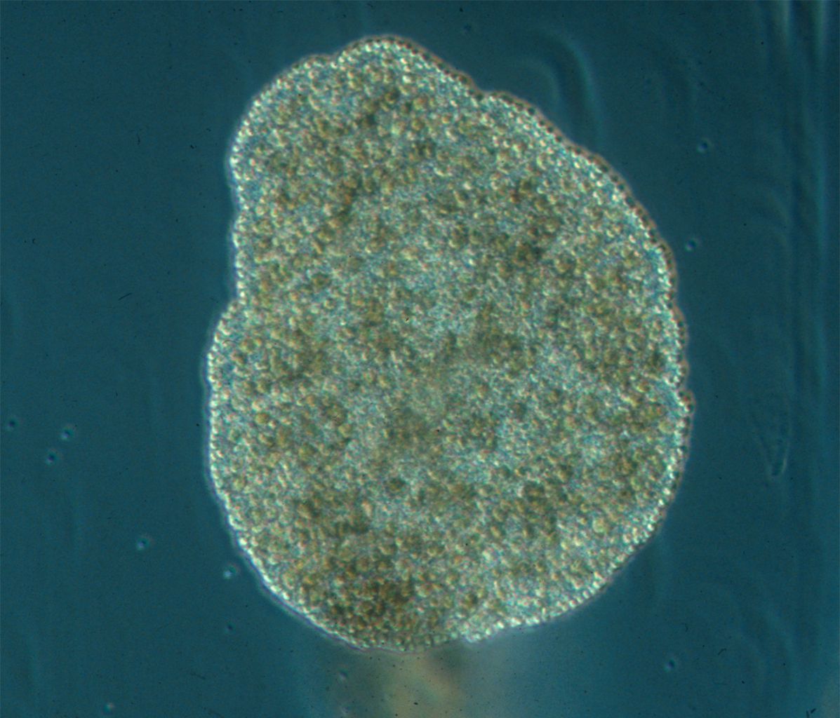 Microscopic Image of a Placozoa