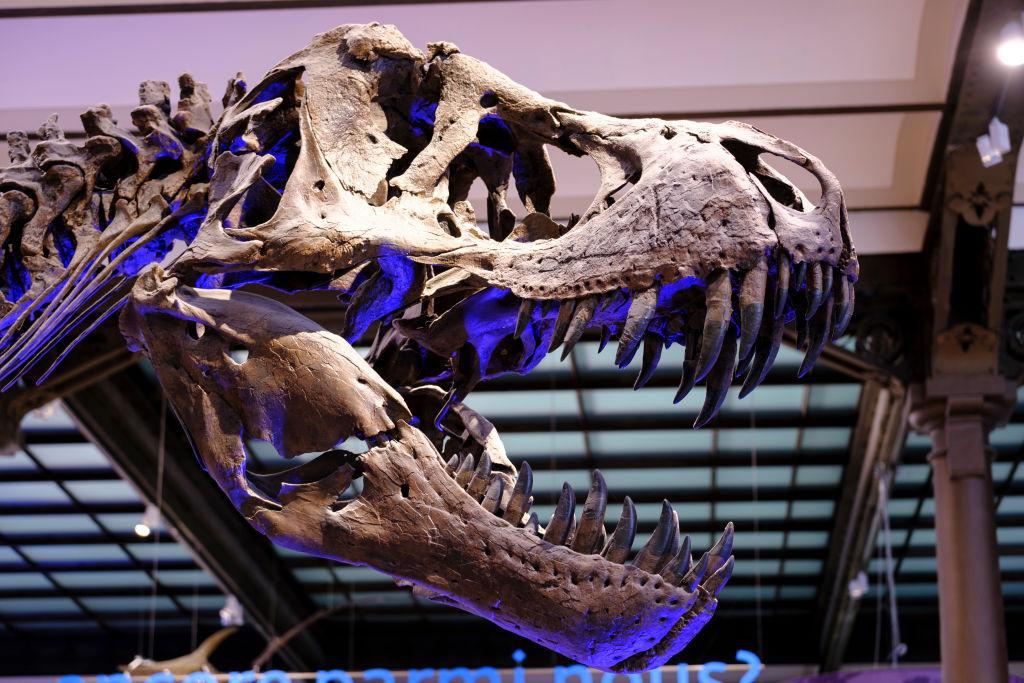 A photograph of a T-Rex skull on display in the Gallery of the Royal Belgium Institute of Natural Sciences