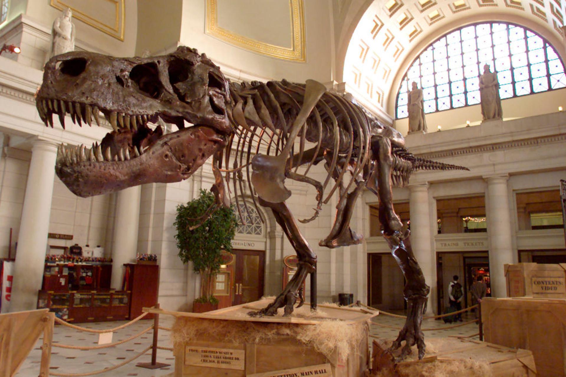 A photograph of T-Rex fossils placed on display in a museum