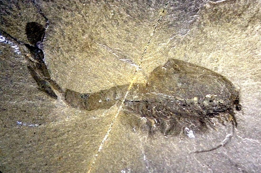 A photograph depicting the fossilized remains of an animal from the Ediacaran period