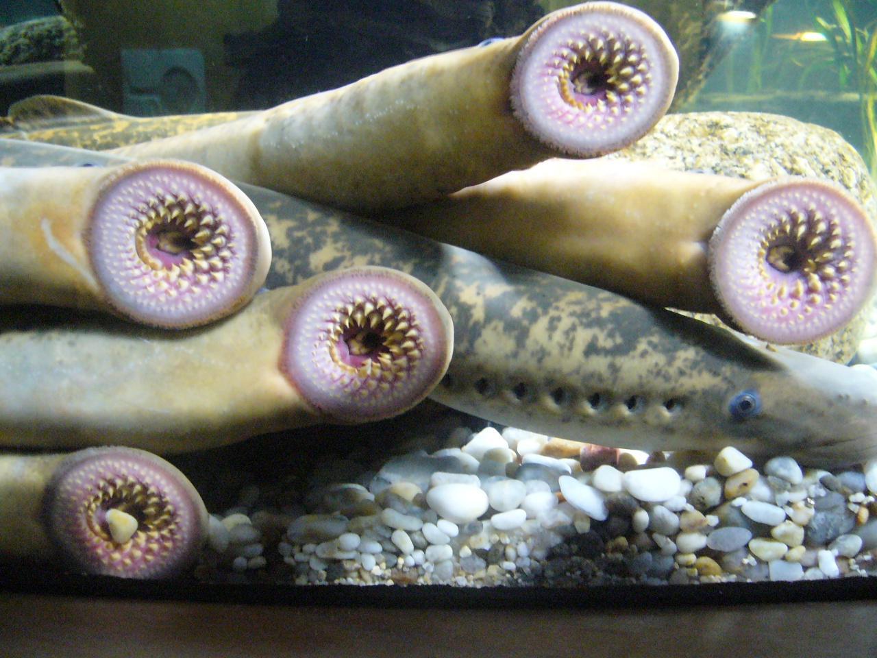 A photograph of numerous lamprey in a tank