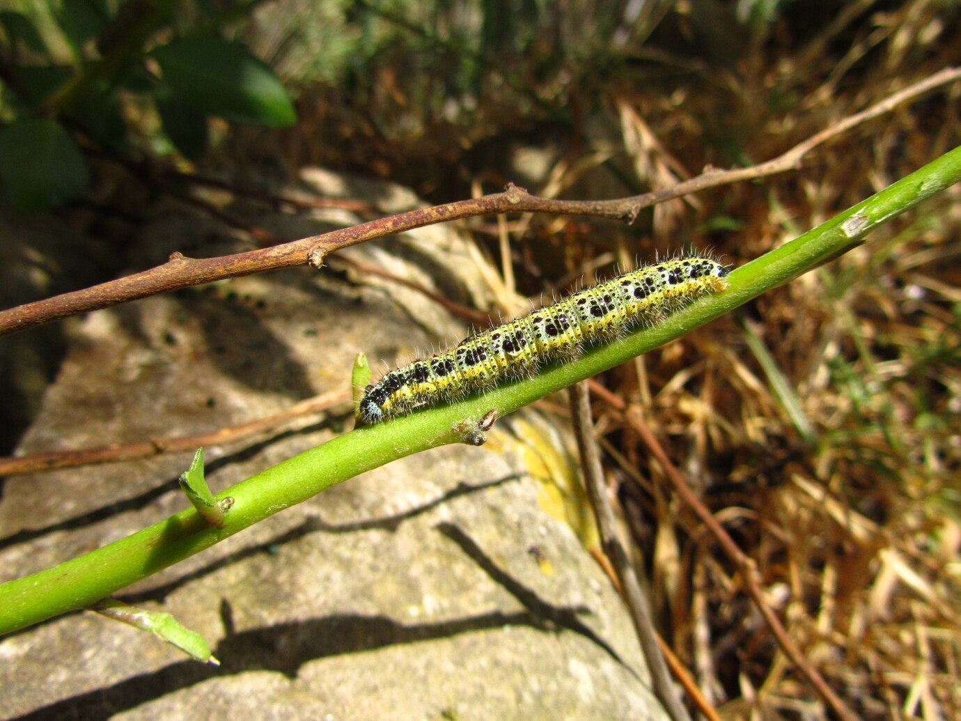 Caterpillar on a tree branch
