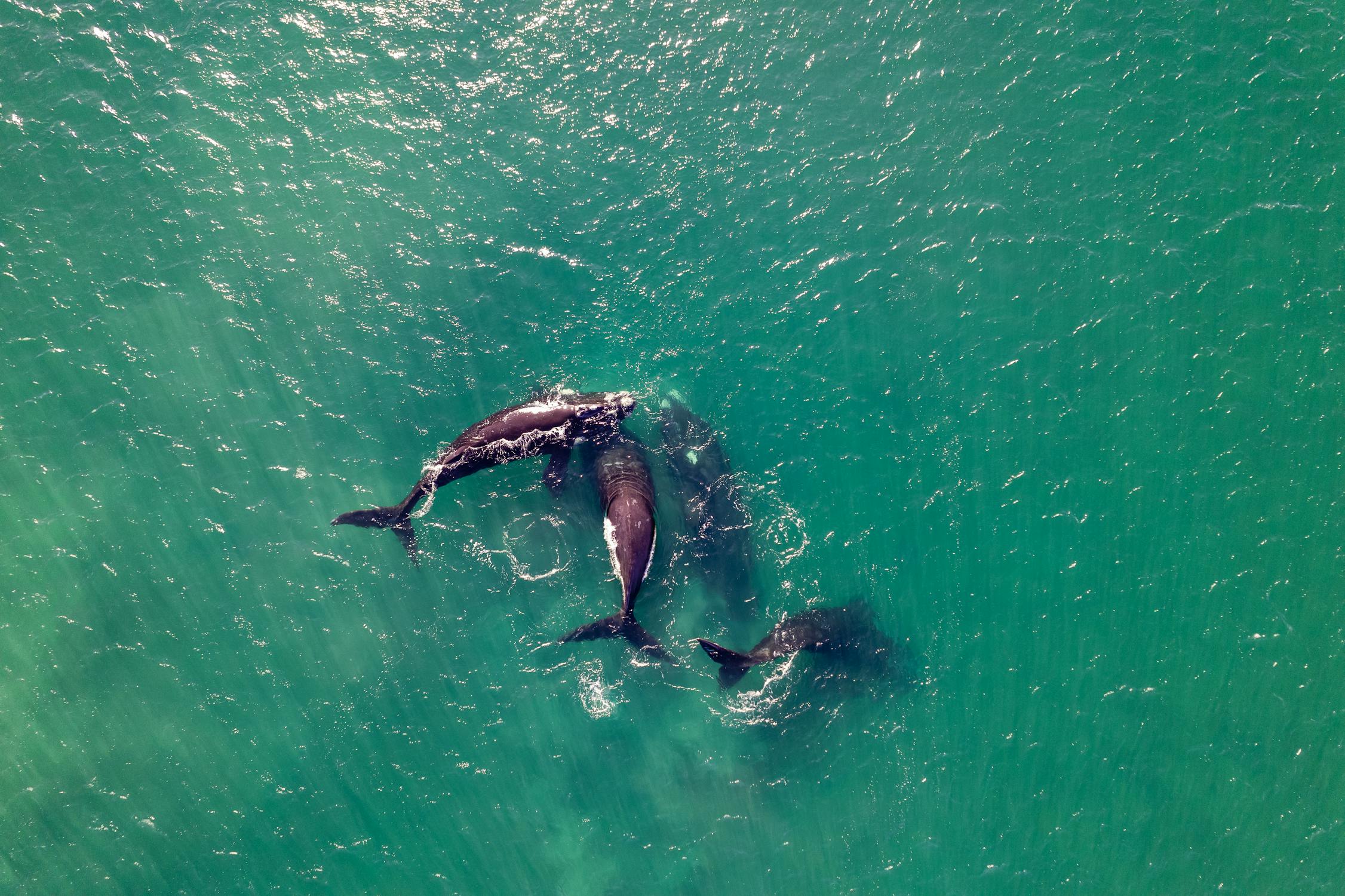 A pod of orcas swimming in the ocean