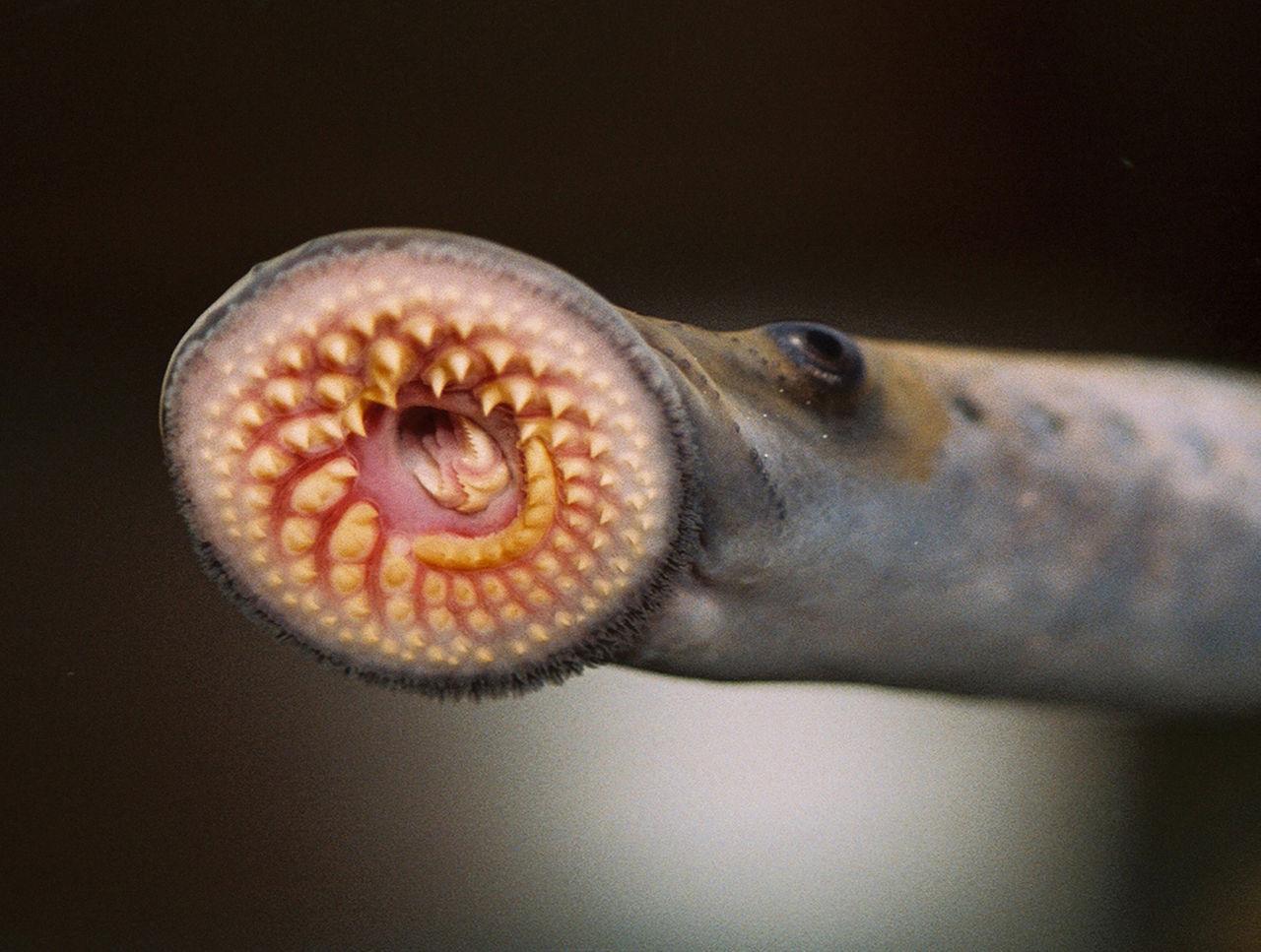A photograph depicting a lampreys teeth